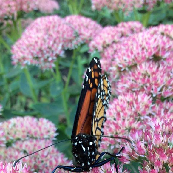 Meet your Posher, Lori - Picture 1 of 1